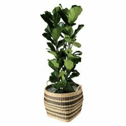 Budget 🔔 Decorative Storage Baskets KOUBOO Large Striped Handwoven Wicker Storage Basket ⭐ -DecMode Collection Shop detail2KOUB210